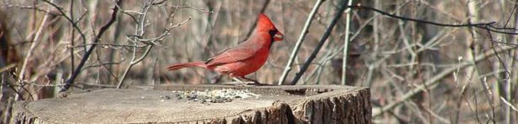 cardinal