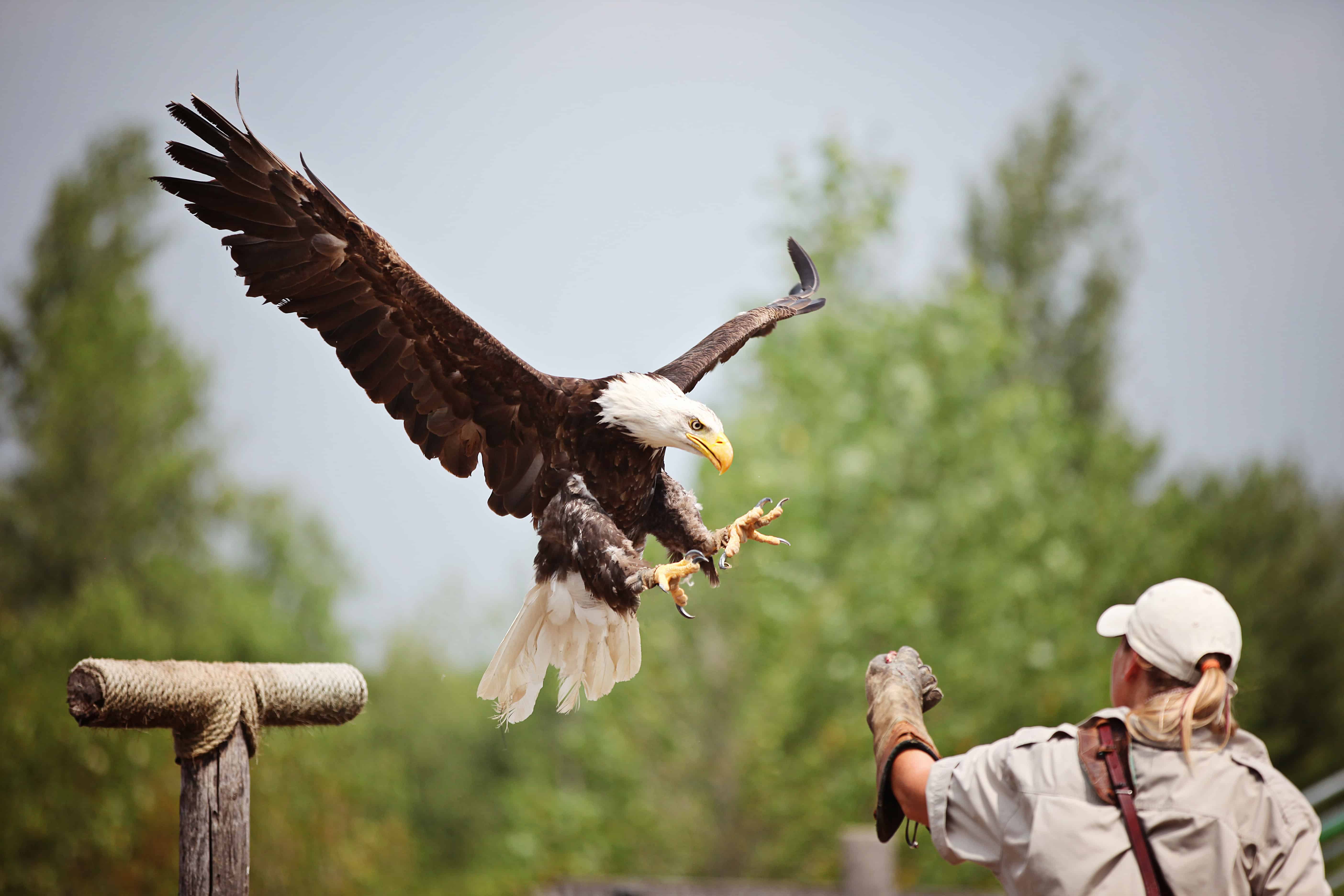 Eagle landing with handler in background