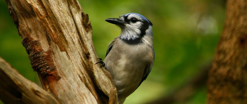 Blue Jay - David Hannah