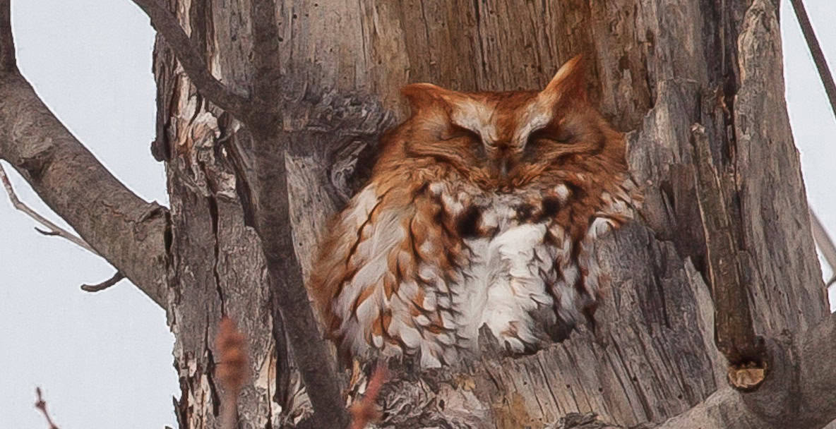 Owl burrowing in tree