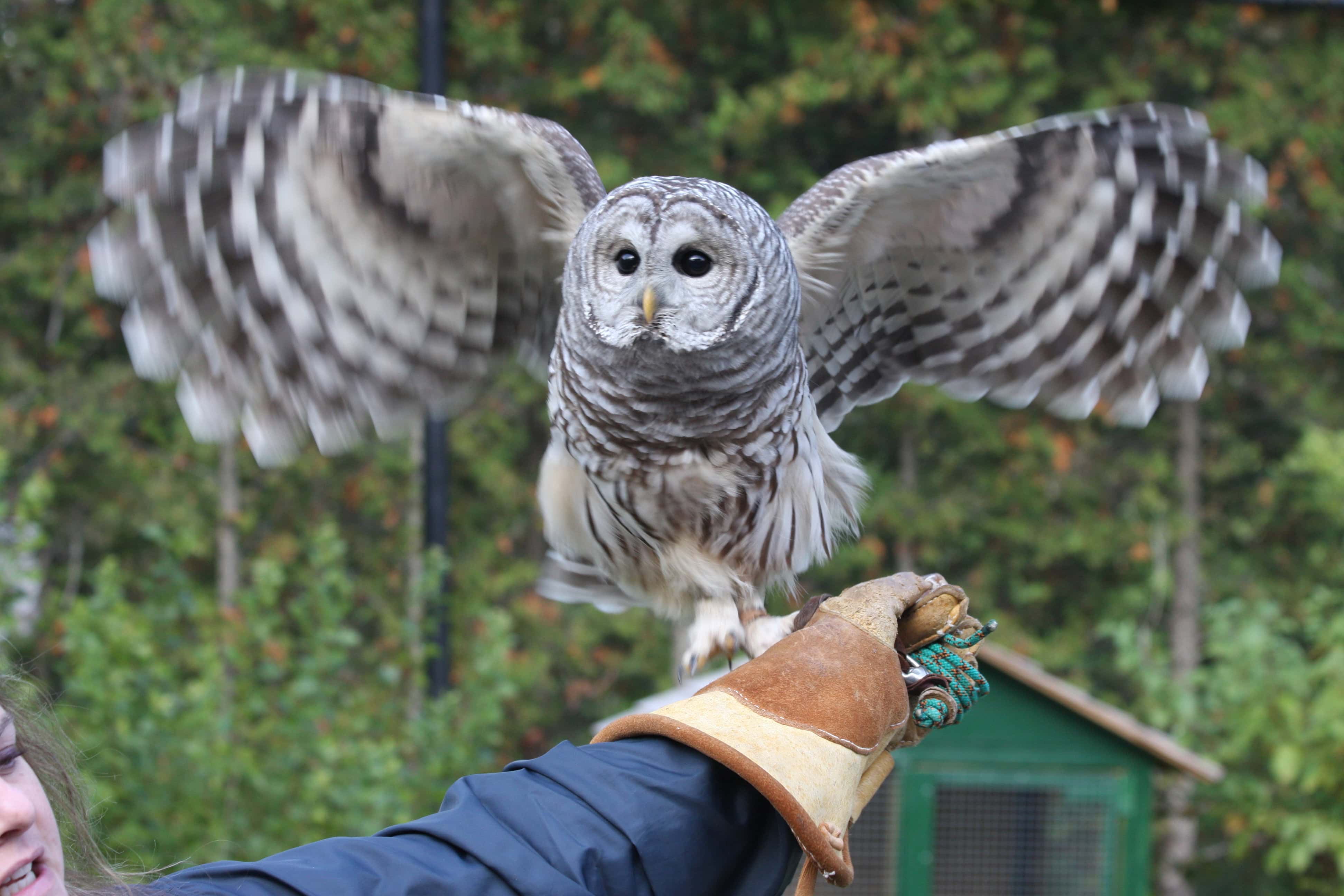 Owl on handlers arm at Mountsberg Conservation Area Raptor Centre