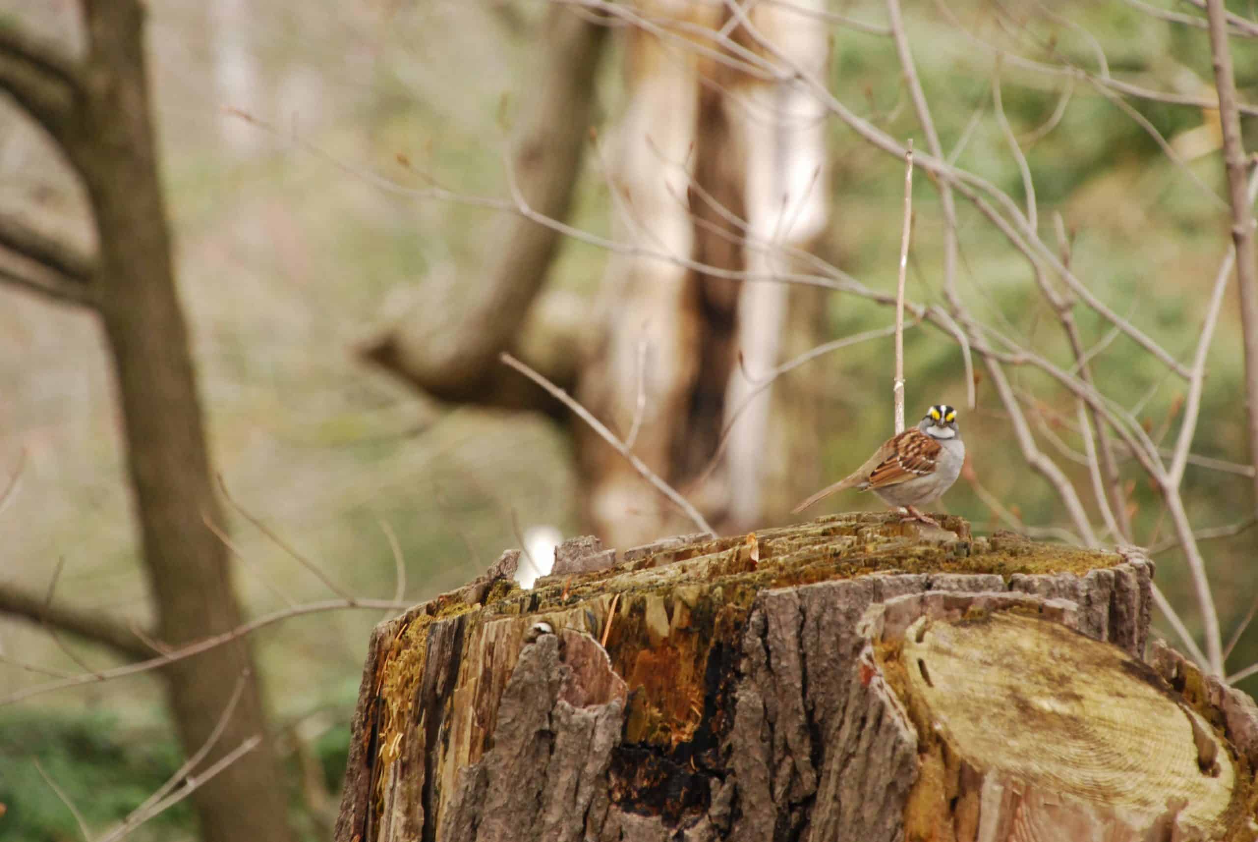 Sparrow sitting on stump at Bronte Creek park