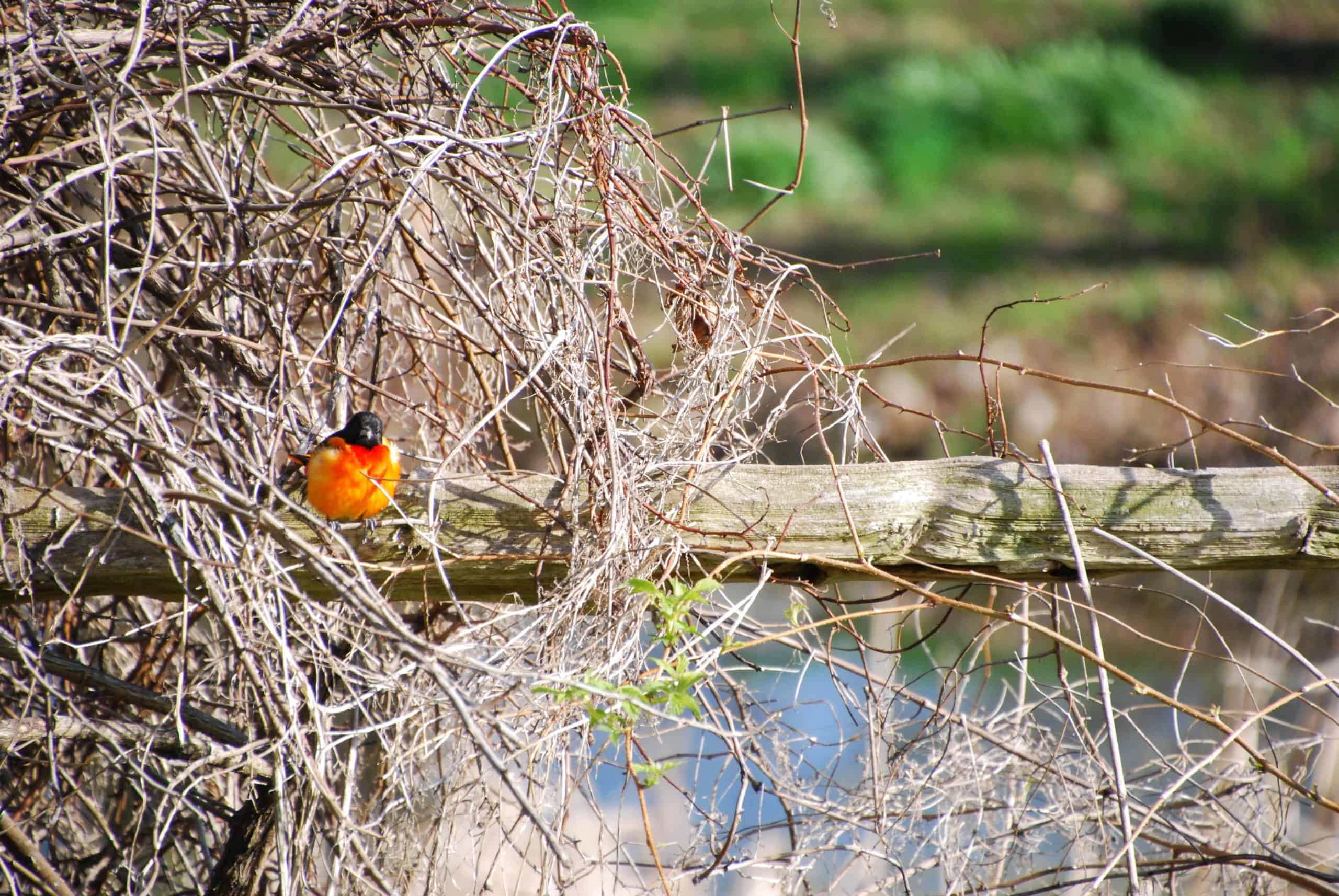 Oriole on split rail fence at Bronte Creek