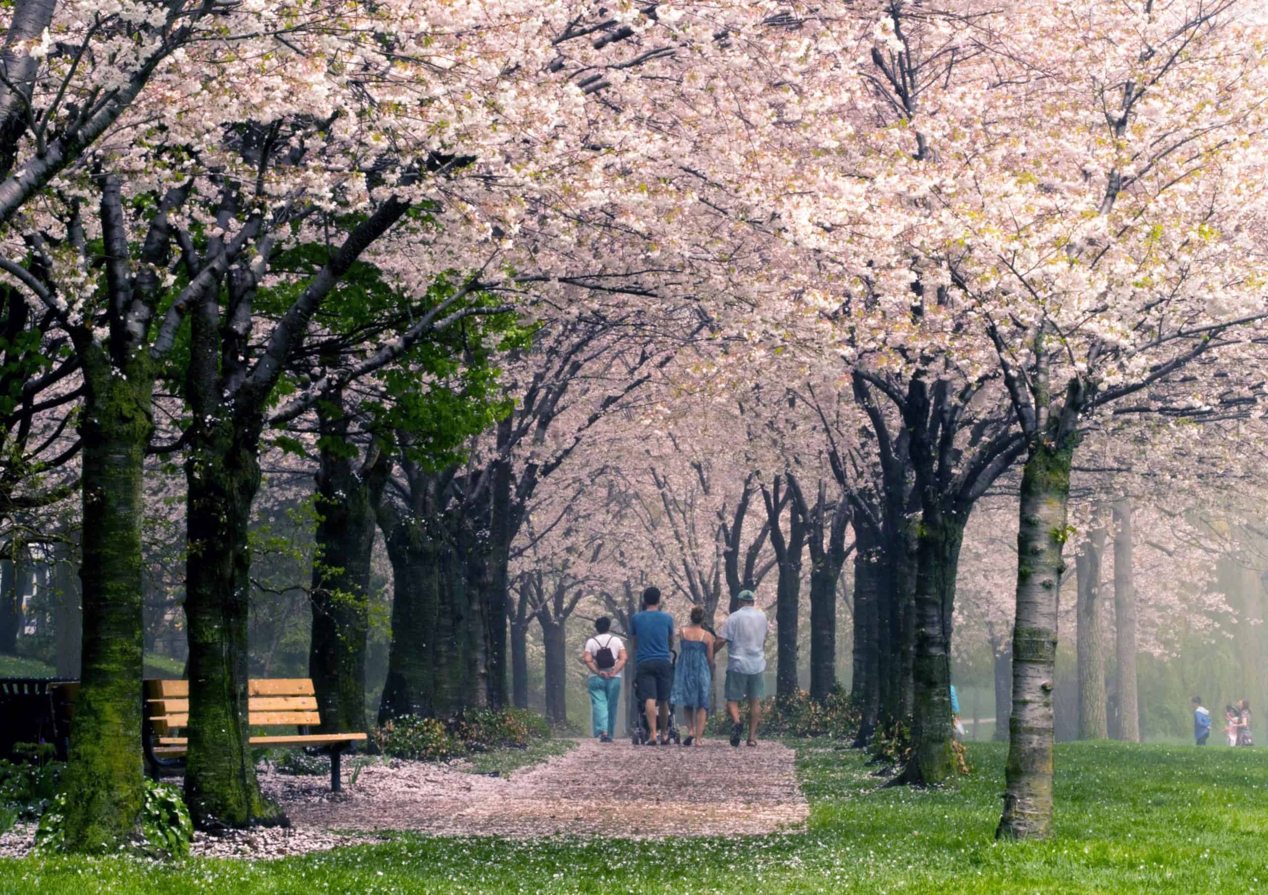 People walking under the Sakura tree blossoms at Spencer Smith Park