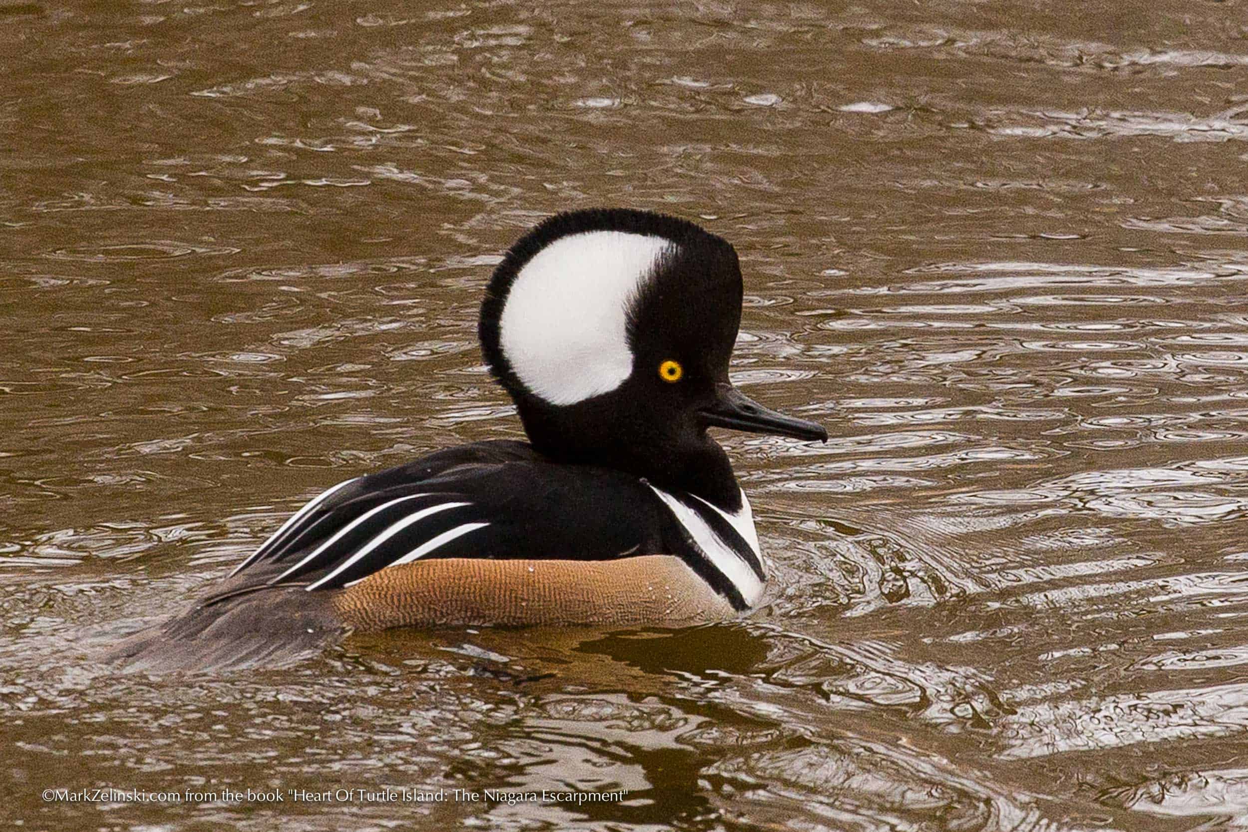 Hooded Merganser floating in water