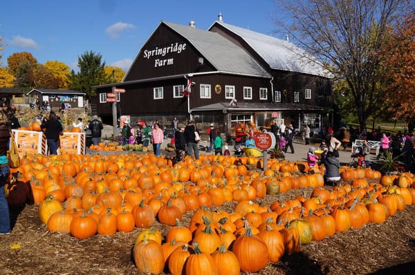 Pumpkins in front of Springridge farm barn