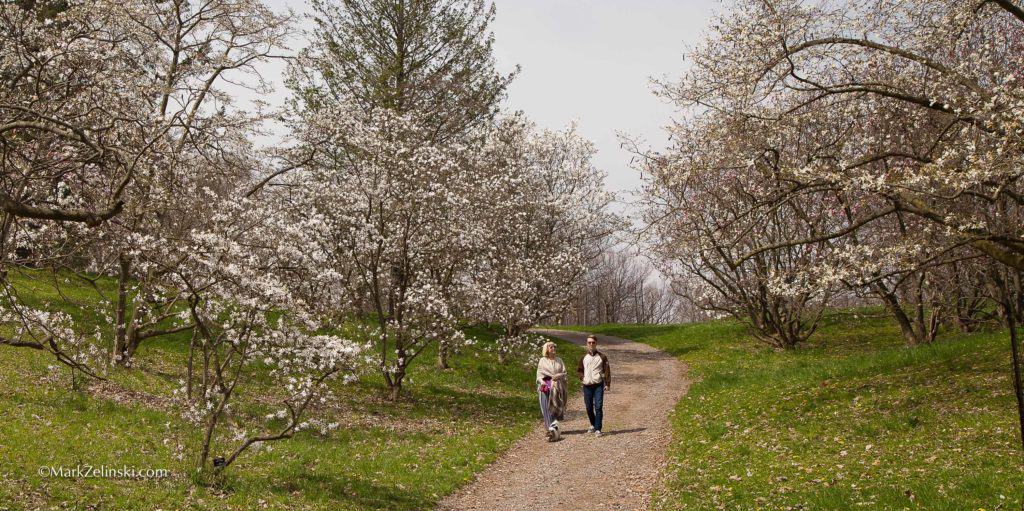 Magnolias in bloom with couple strolliing along path at RBG