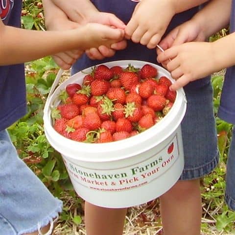 Bucket of strawberries picked by kids
