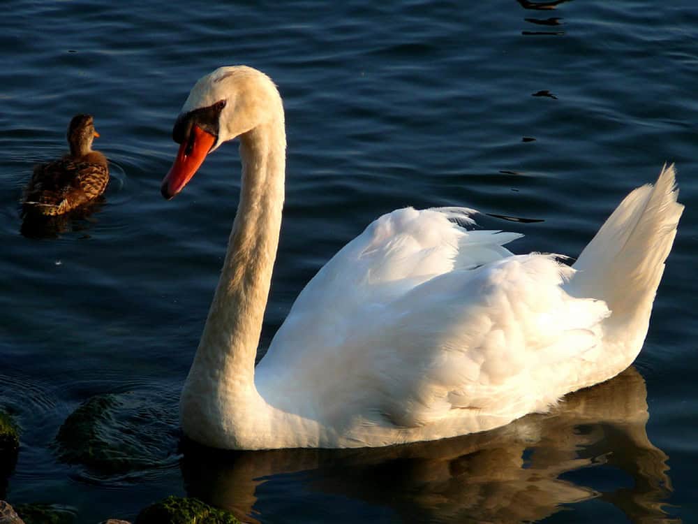 Trumpeter Swan and mallard duck in water