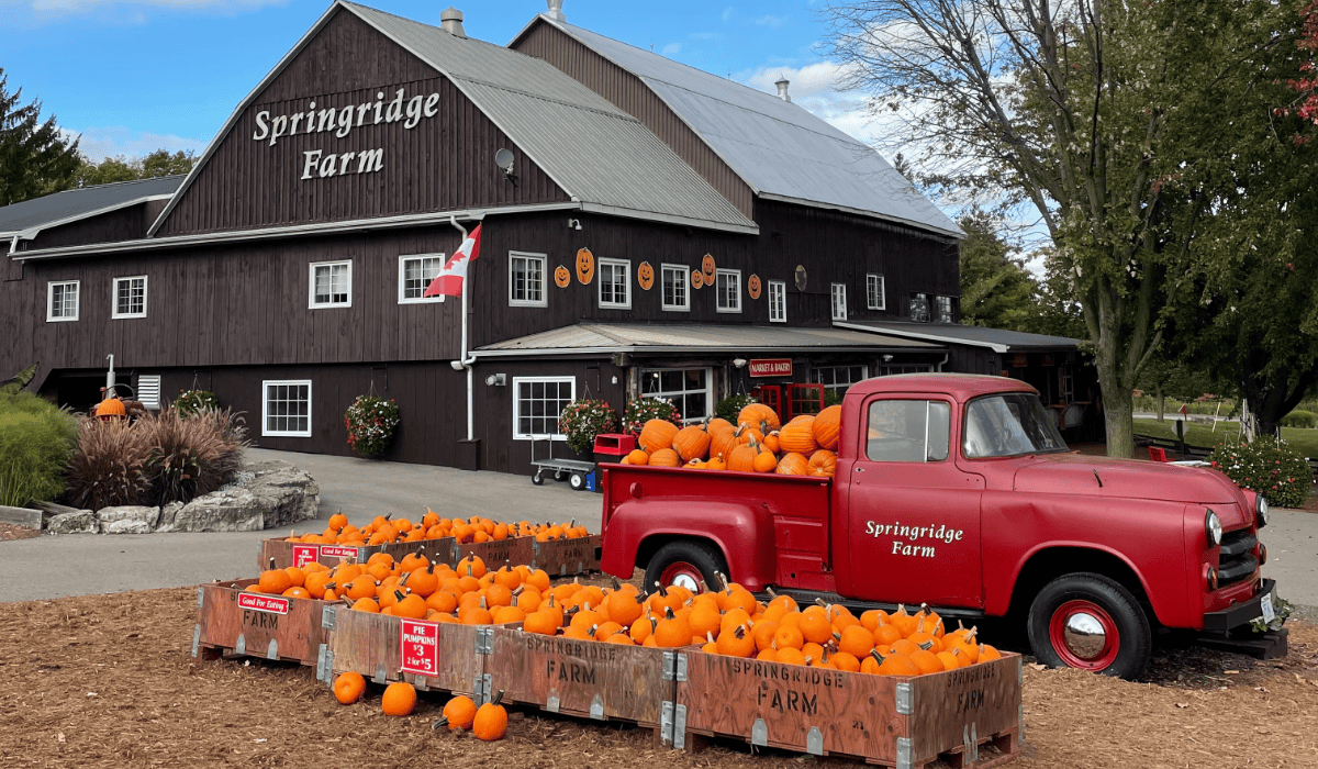 5 Farm Adventures in Burlington: Orchards, Animals, and Fresh Finds 