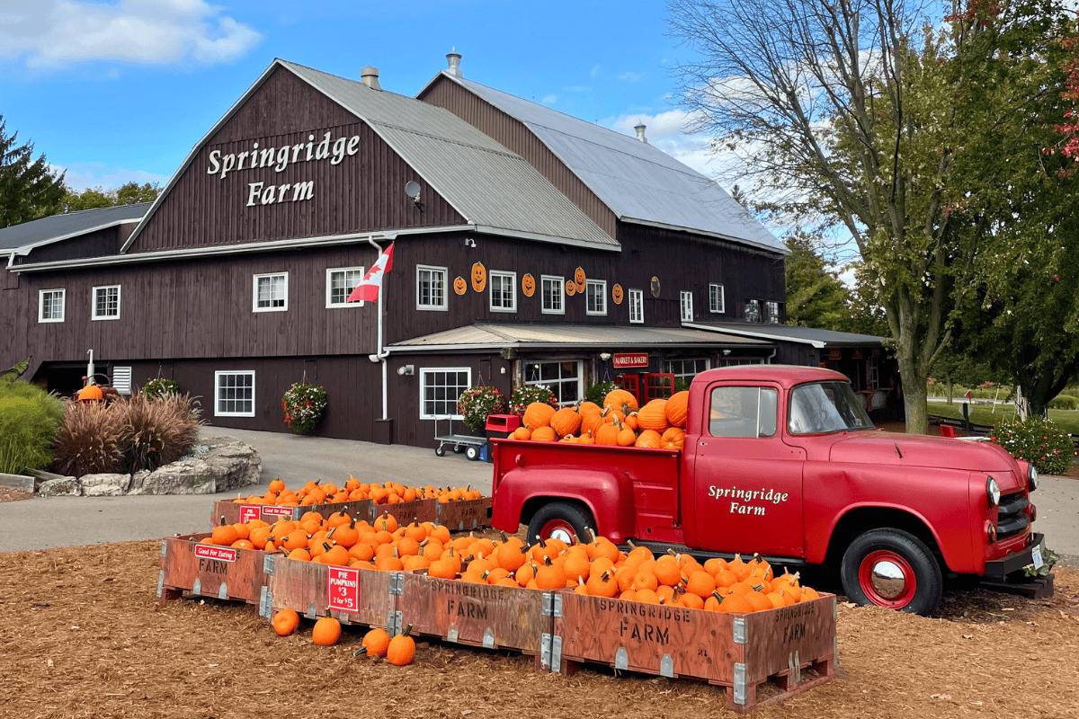 Springridge Farm